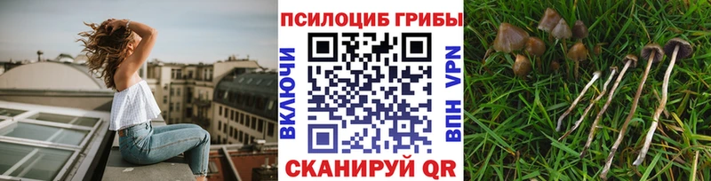 цены   Дубна  Галлюциногенные грибы Cubensis 